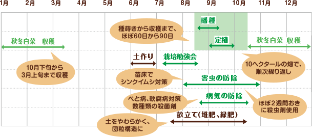 秋冬白菜　栽培スケジュール