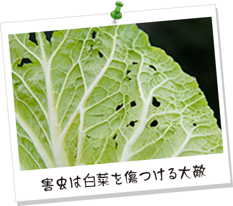 害虫は白菜を傷つける大敵