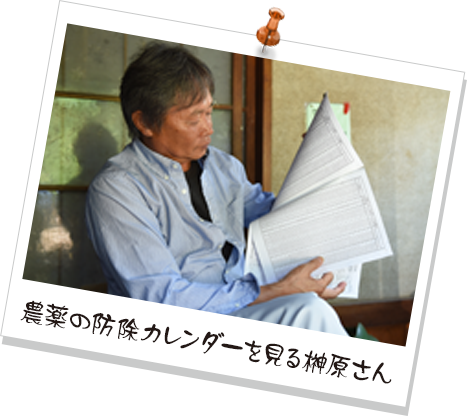 農薬の防除カレンダーを見る榊原さん