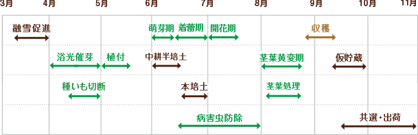 ジャガイモ　栽培スケジュール 