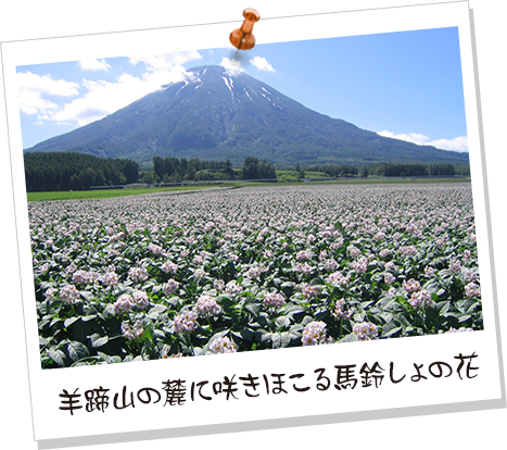 羊蹄山の麓に咲きほこる馬鈴しょの花