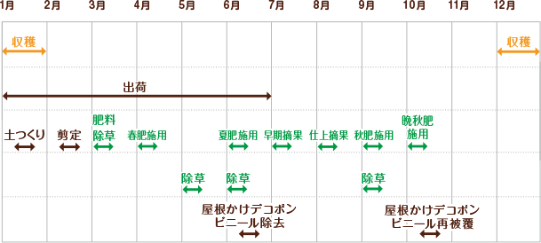 デコポン　栽培スケジュール