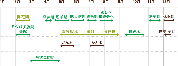 梅　栽培スケジュール 