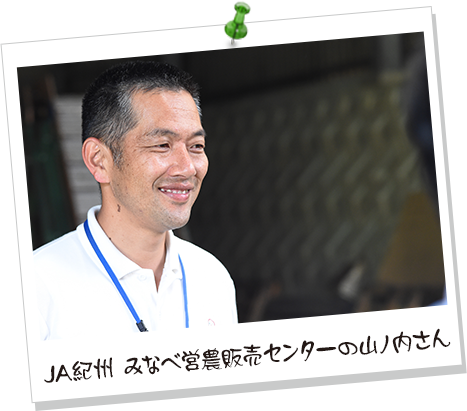 JA紀州　みなべ営農販売センターの山ノ内さん