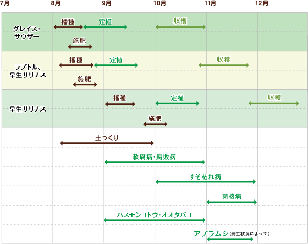 レタス　栽培スケジュール 