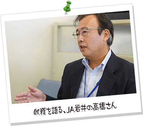 収穫を語る、JA岩井の高橋さん