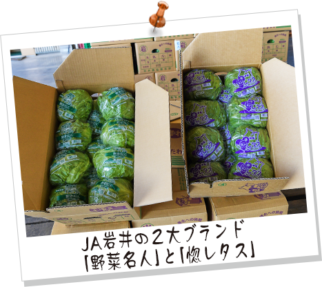 JA岩井の2大ブランド 「野菜名人」と「惚レタス」 