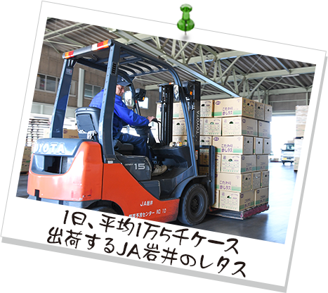 1日、平均1万5千ケース 出荷するJA岩井のレタス