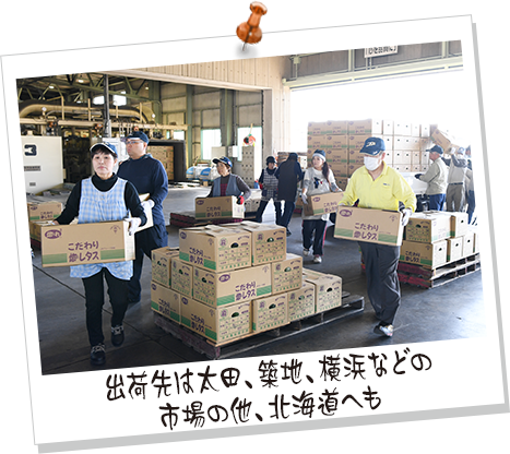 出荷先は太田、築地、横浜などの 市場の他、北海道へも