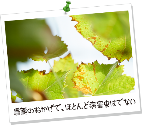 農薬のおかげで、ほとんど病害虫はでない