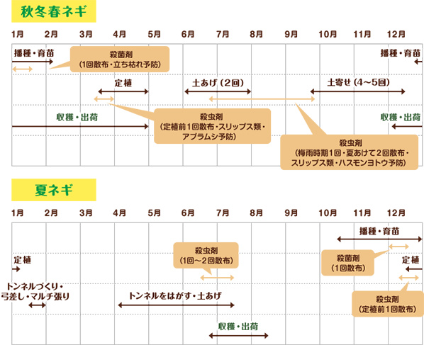 深谷ネギ 栽培スケジュール 