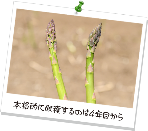 本格的に収穫するのは4年目から