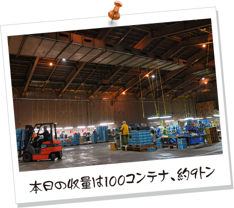 本日の収量は100コンテナ、約9トン