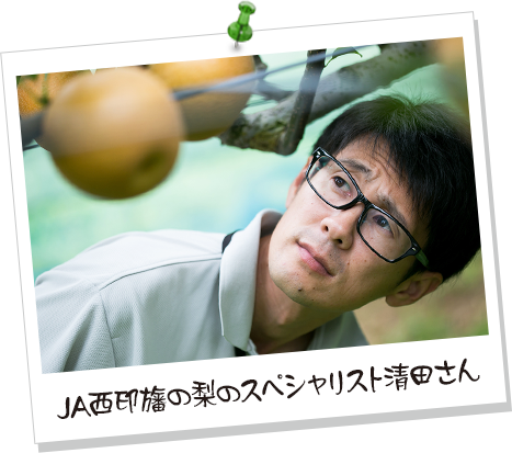 JA西印旛の梨のスペシャリスト清田さん