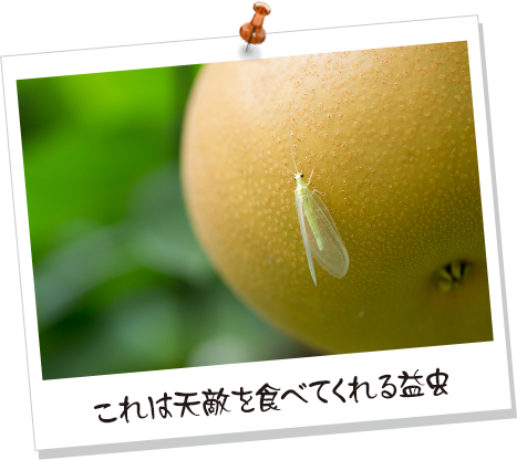 これは天敵を食べてくれる益虫