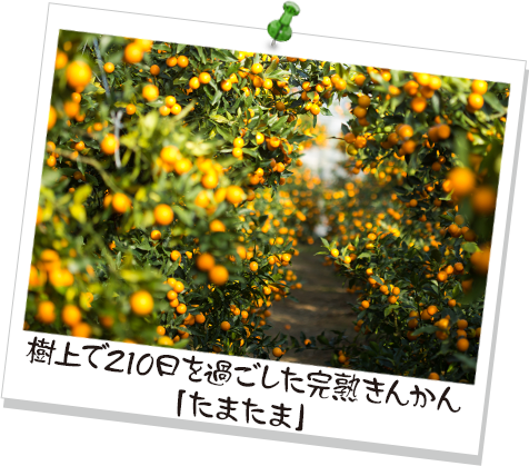 樹上で210日を過ごした完熟きんかん「たまたま」