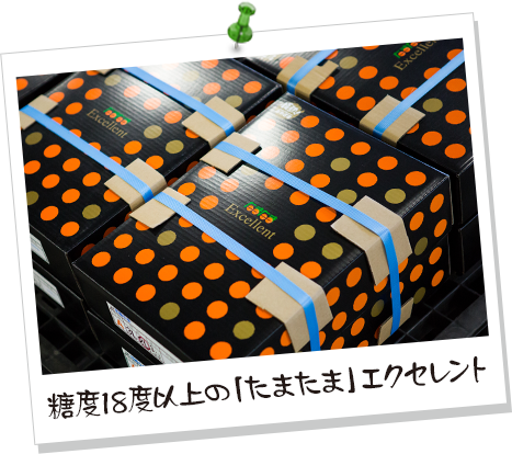 糖度18度以上の「たまたま」エクセレント