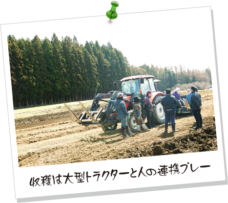 収穫は大型トラクターと人の連携プレー