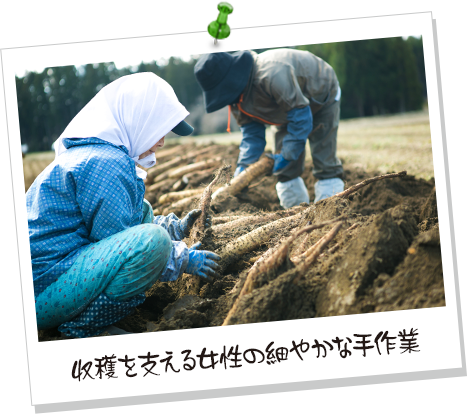 収穫を支える女性の細やかな手作業