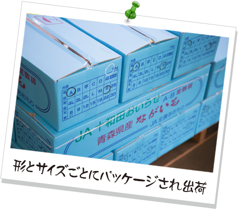 形とサイズごとにパッケージされ出荷