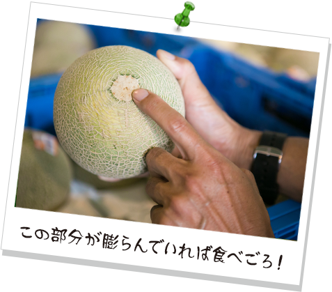 この部分が膨らんでいれば食べごろ！