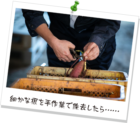 細かな根を手作業で除去したら……