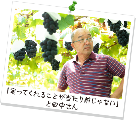 「実ってくれることが当たり前じゃない」と田中さん