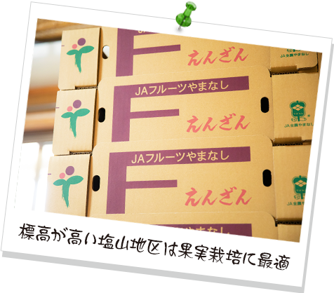 標高が高い塩山地区は果実栽培に最適